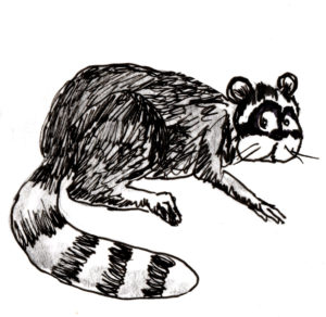 Raccoon illustration by Ron Whitacre